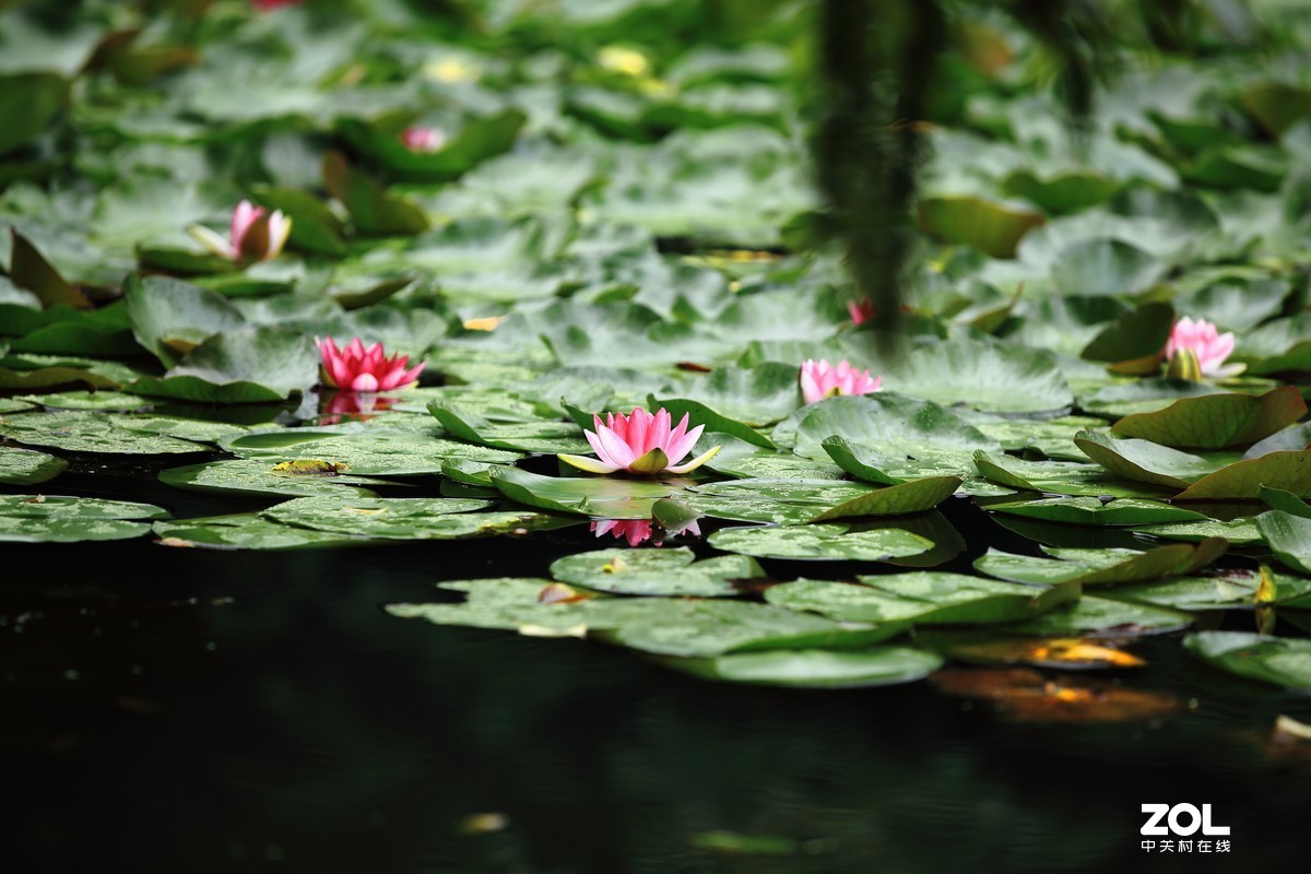 闲魚的5D2继续试片～