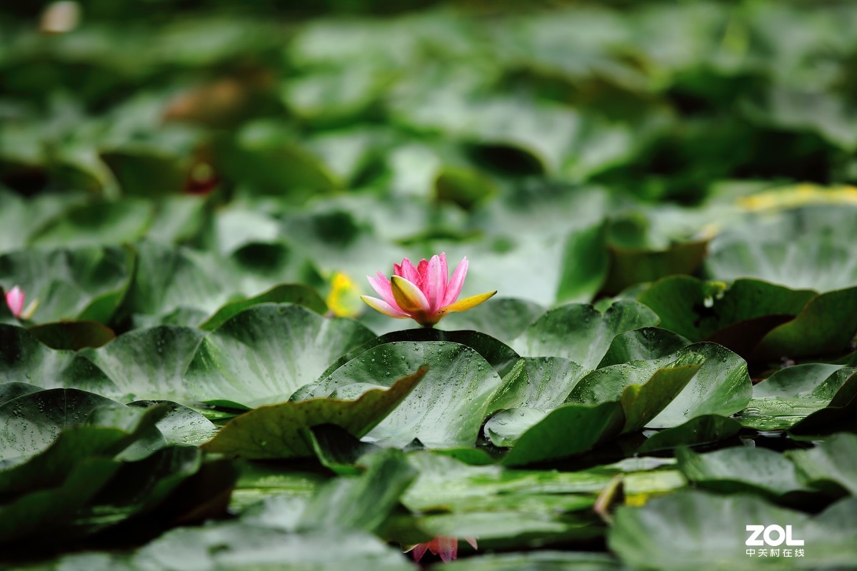 闲魚的5D2继续试片～