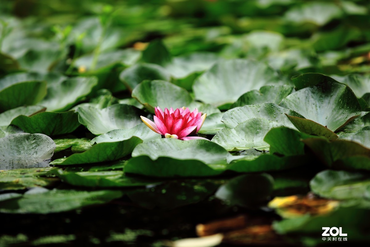 闲魚的5D2继续试片～