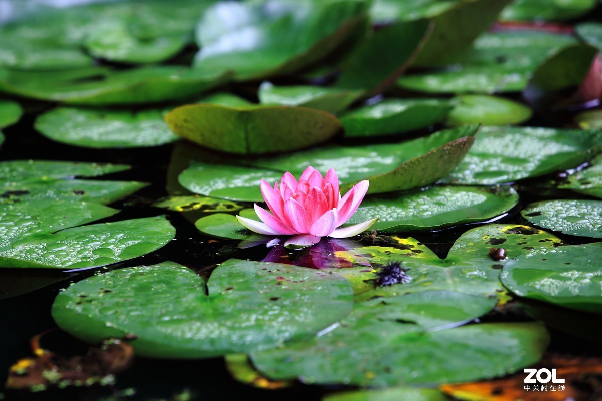 闲魚的5D2继续试片～