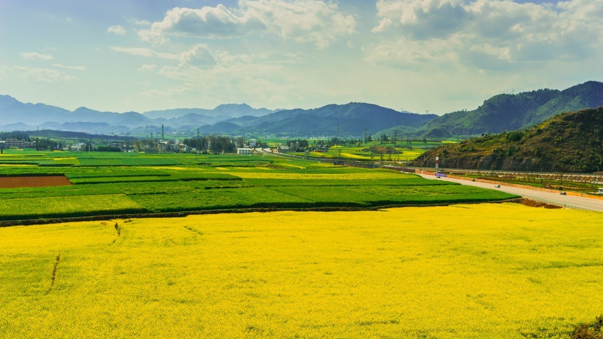 彩雲之南之羅平金雞峰叢油菜花田二