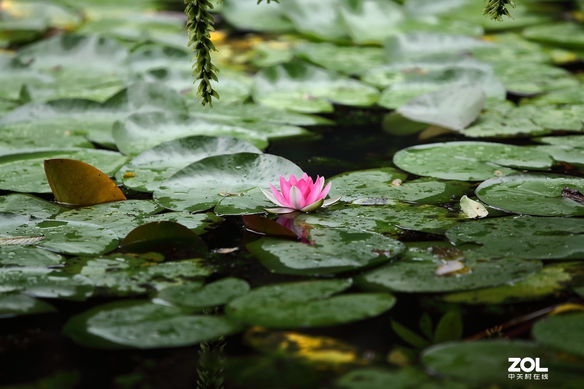 闲魚的5D2继续试片～