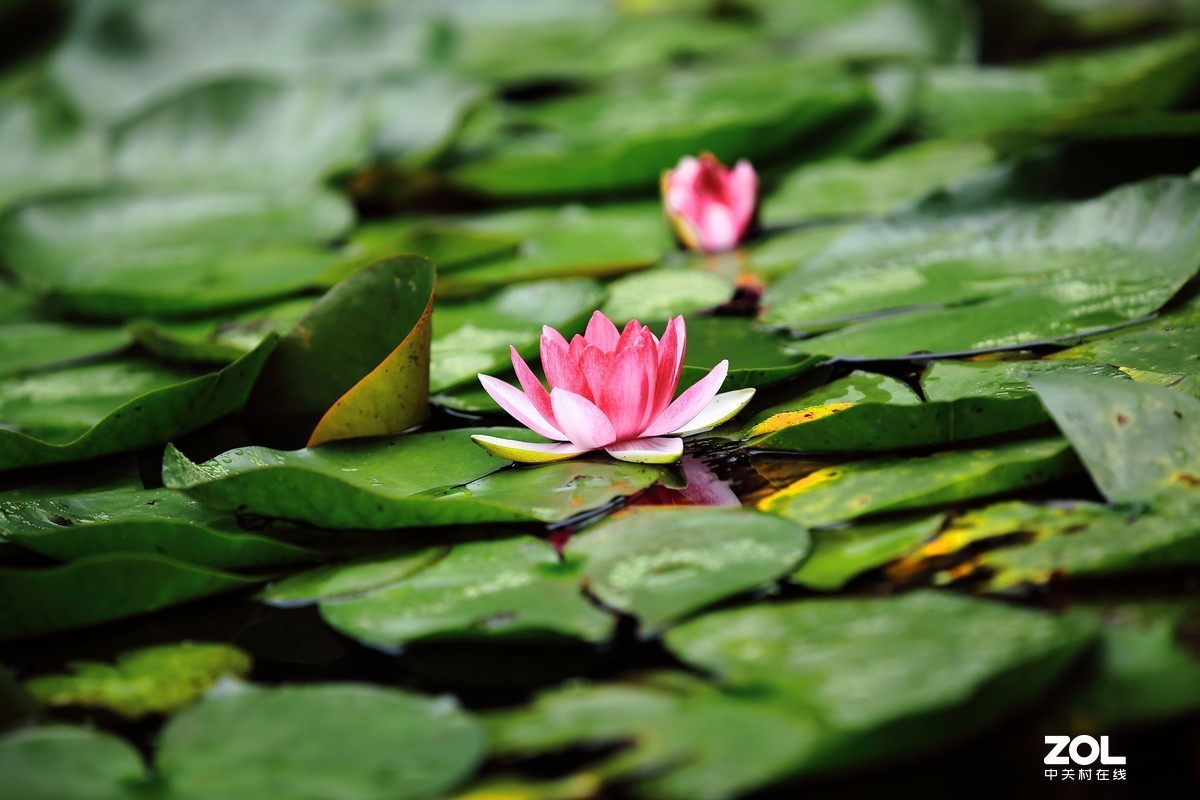 闲魚的5D2继续试片～