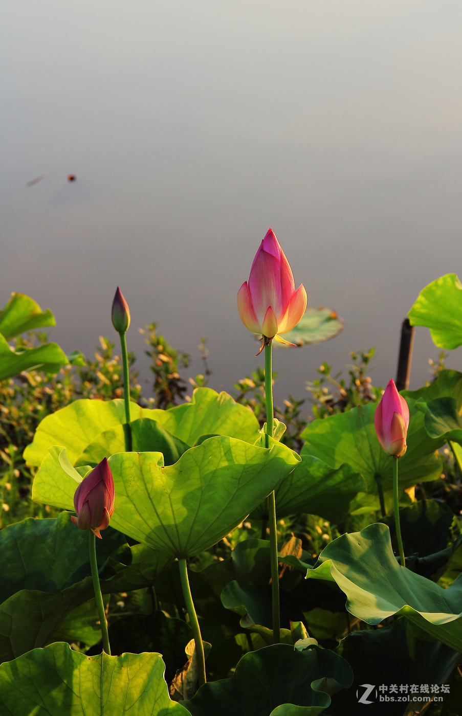 夕阳下的荷花2。