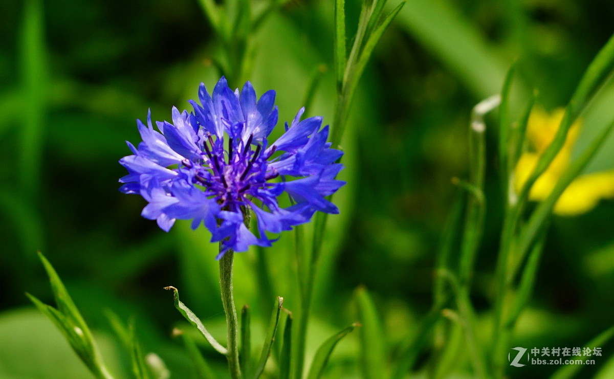 直径小于2cm的蓝色小花