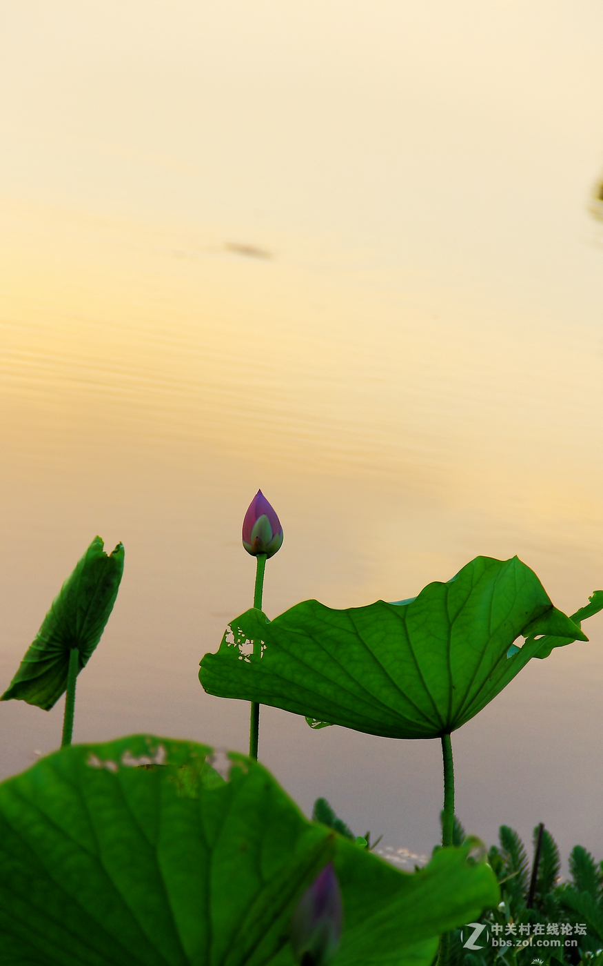 夕阳下的荷花2。