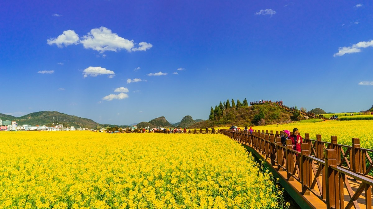 彩云之南之罗平金鸡峰丛油菜花田二