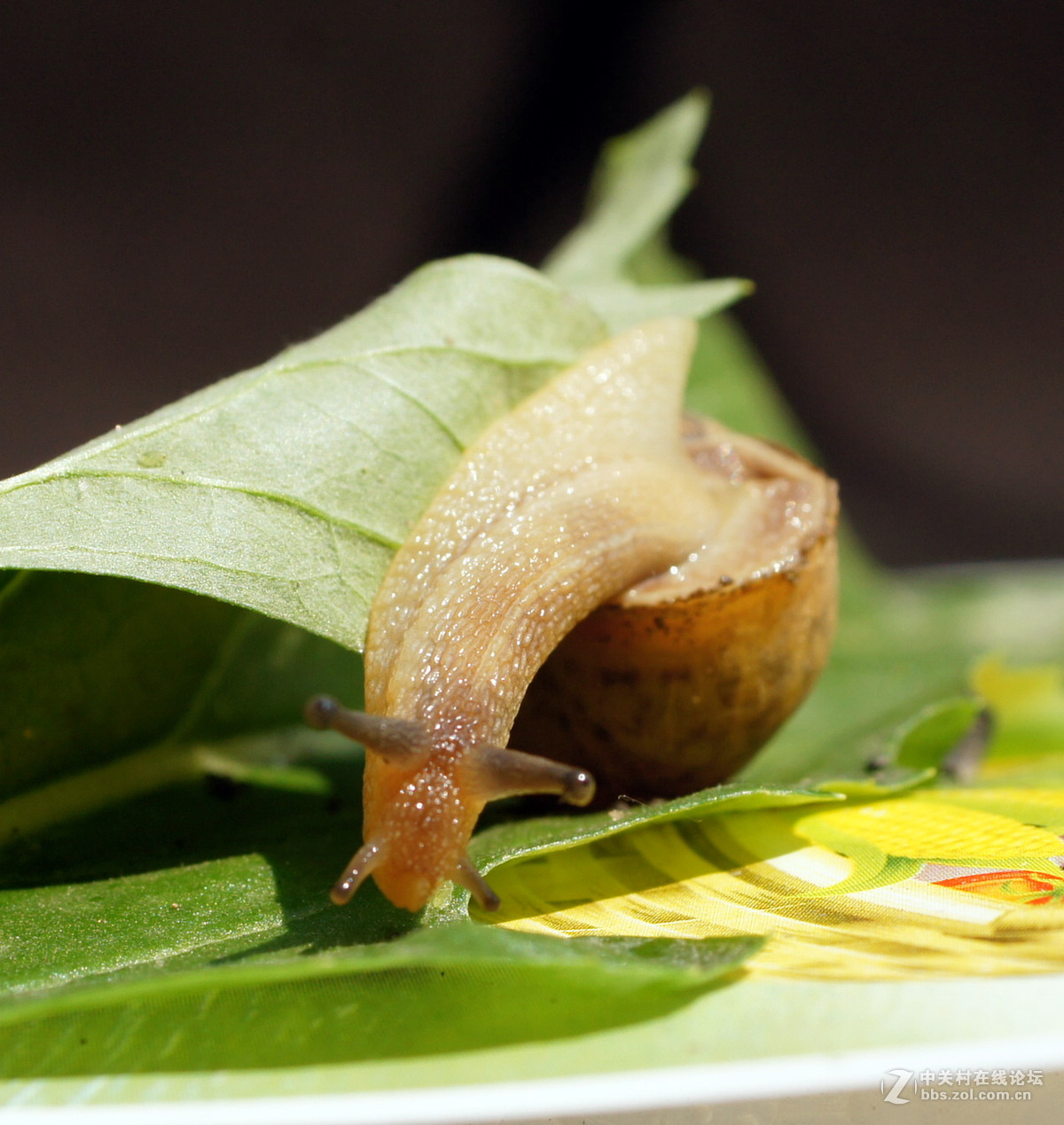 老头老镜头老机器拍蜗牛