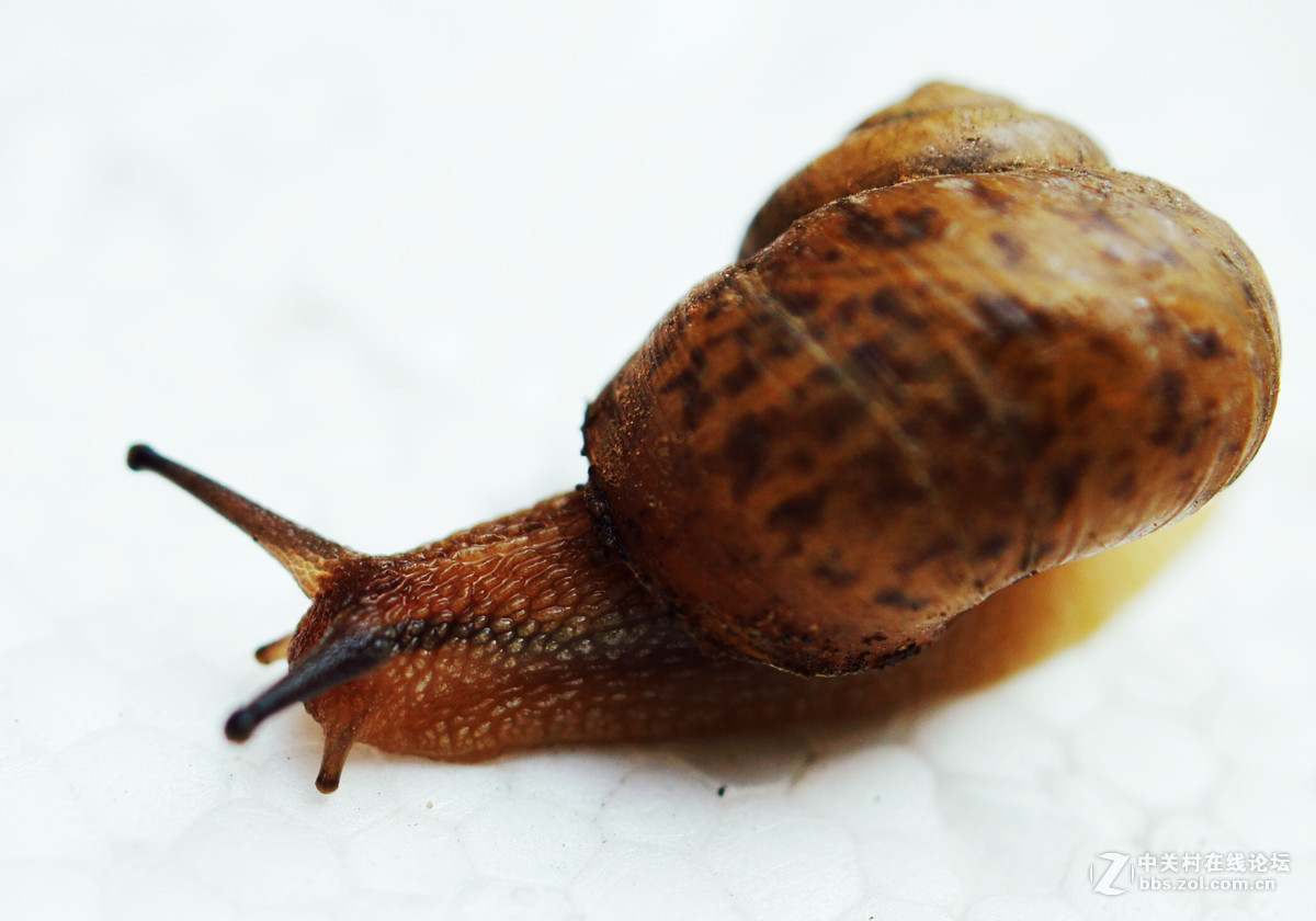 老头老镜头老机器拍蜗牛