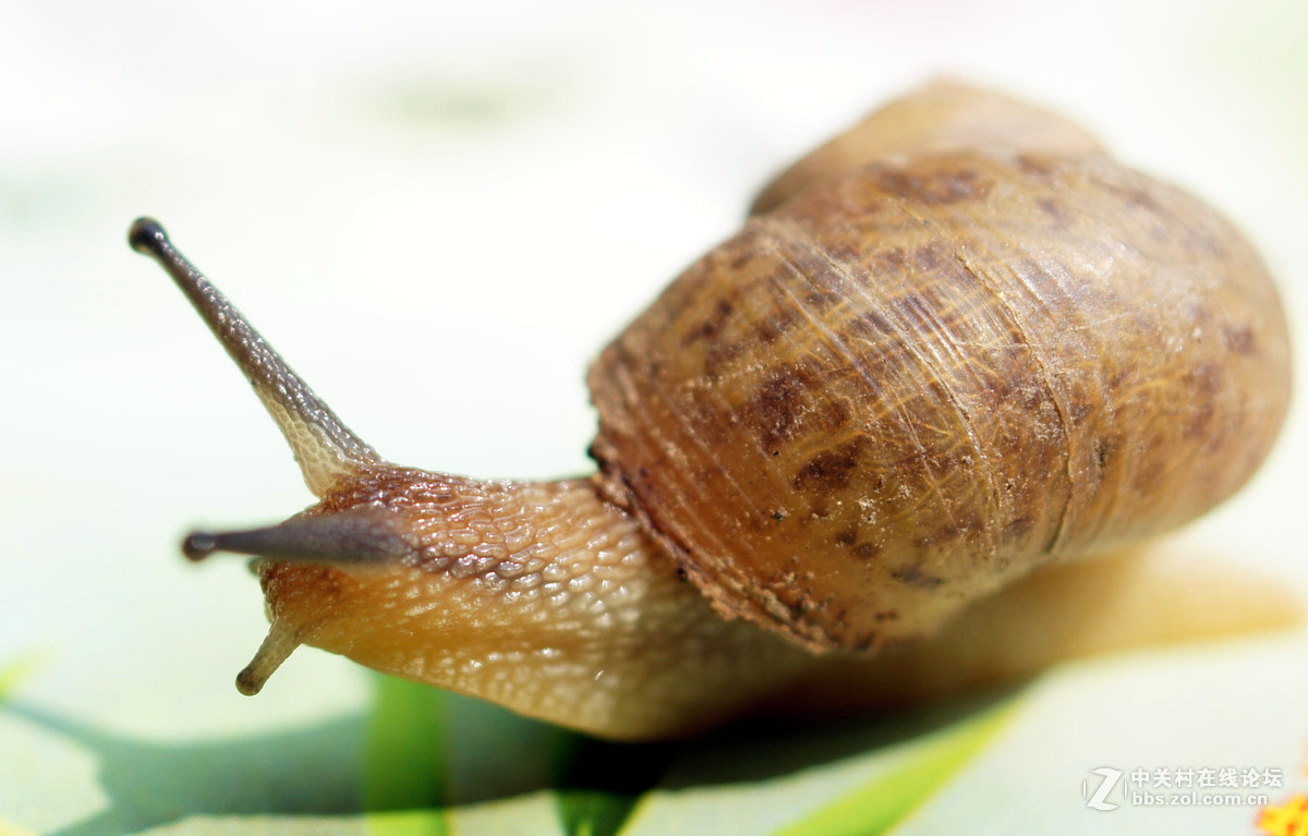 老头老镜头老机器拍蜗牛