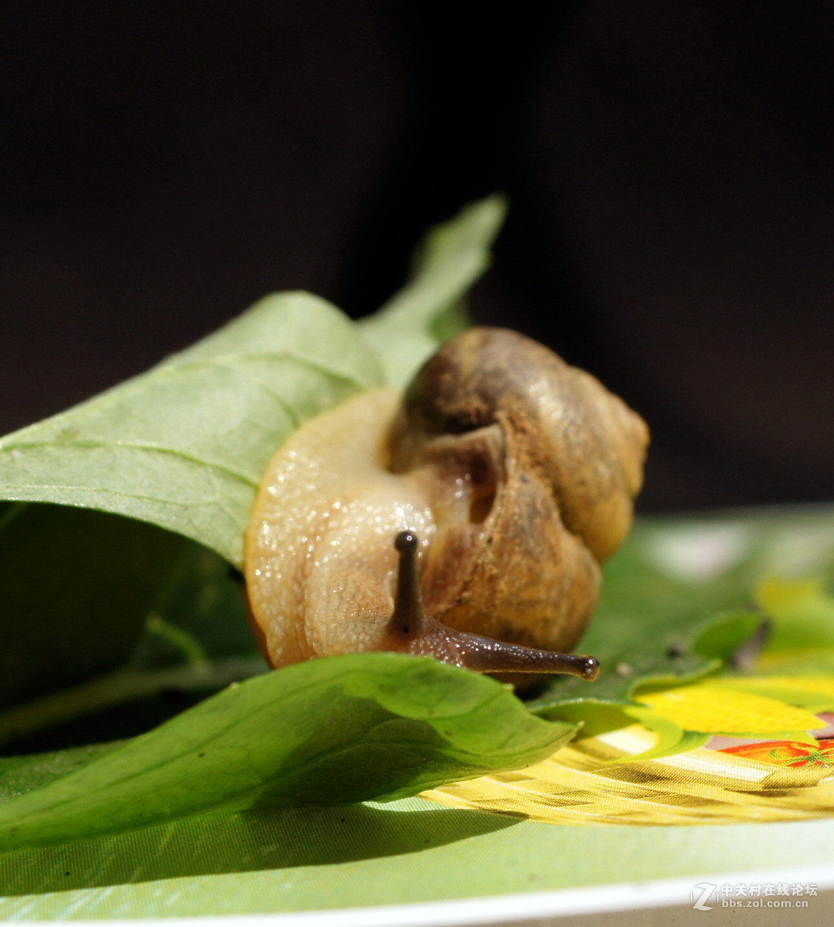 老头老镜头老机器拍蜗牛