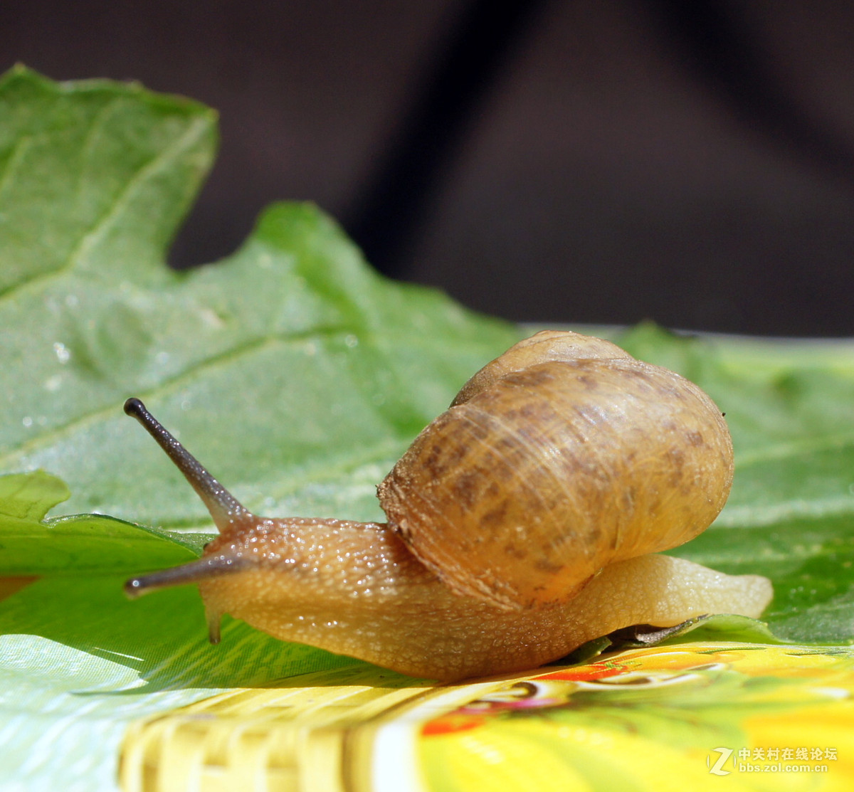 老头老镜头老机器拍蜗牛