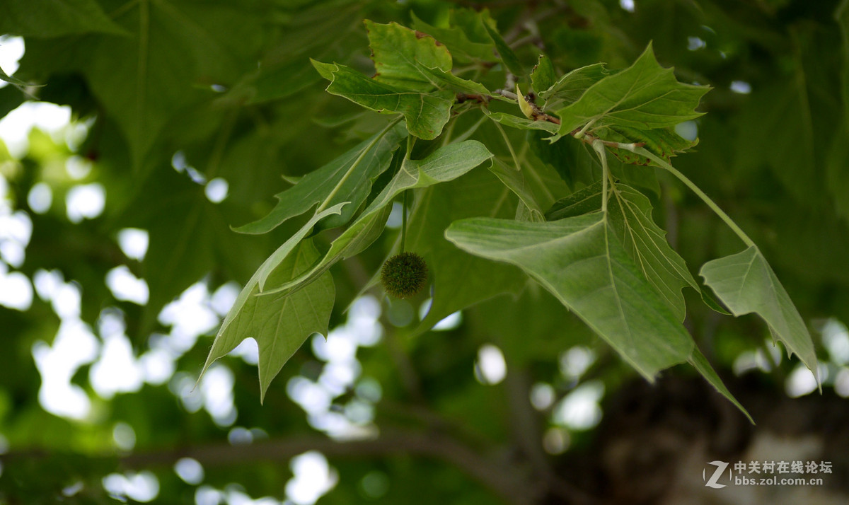 f1.7 35mm定焦镜头试拍