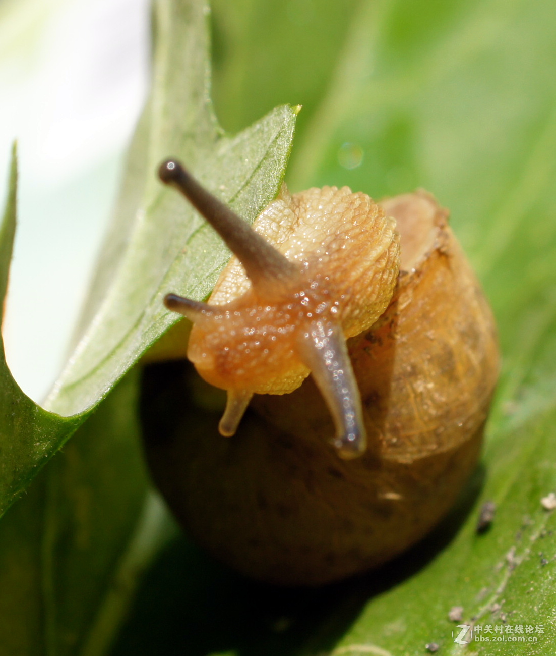 老头老镜头老机器拍蜗牛