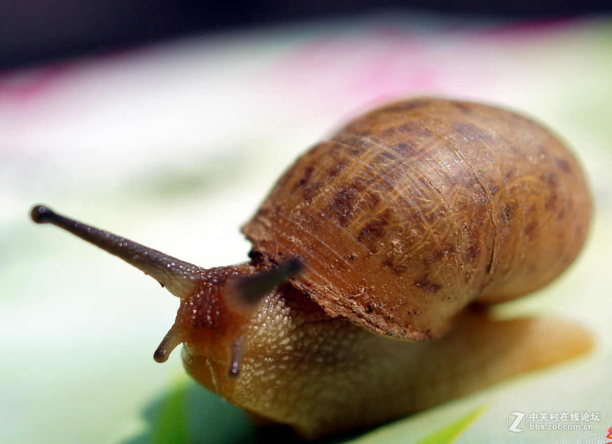老头老镜头老机器拍蜗牛
