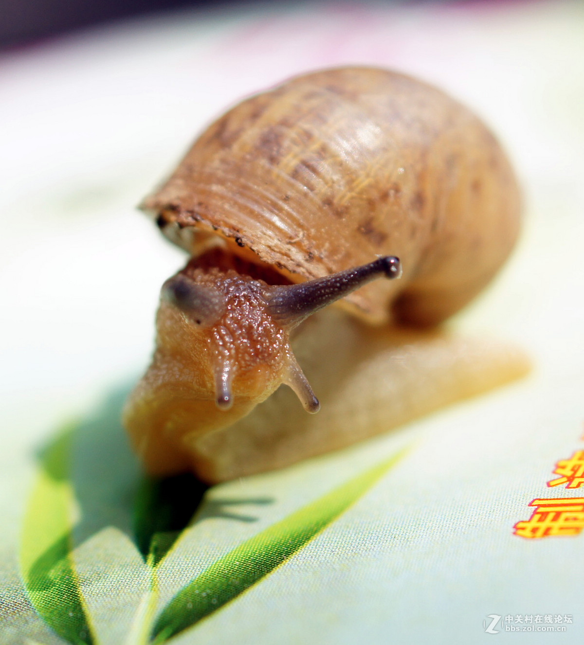 老头老镜头老机器拍蜗牛