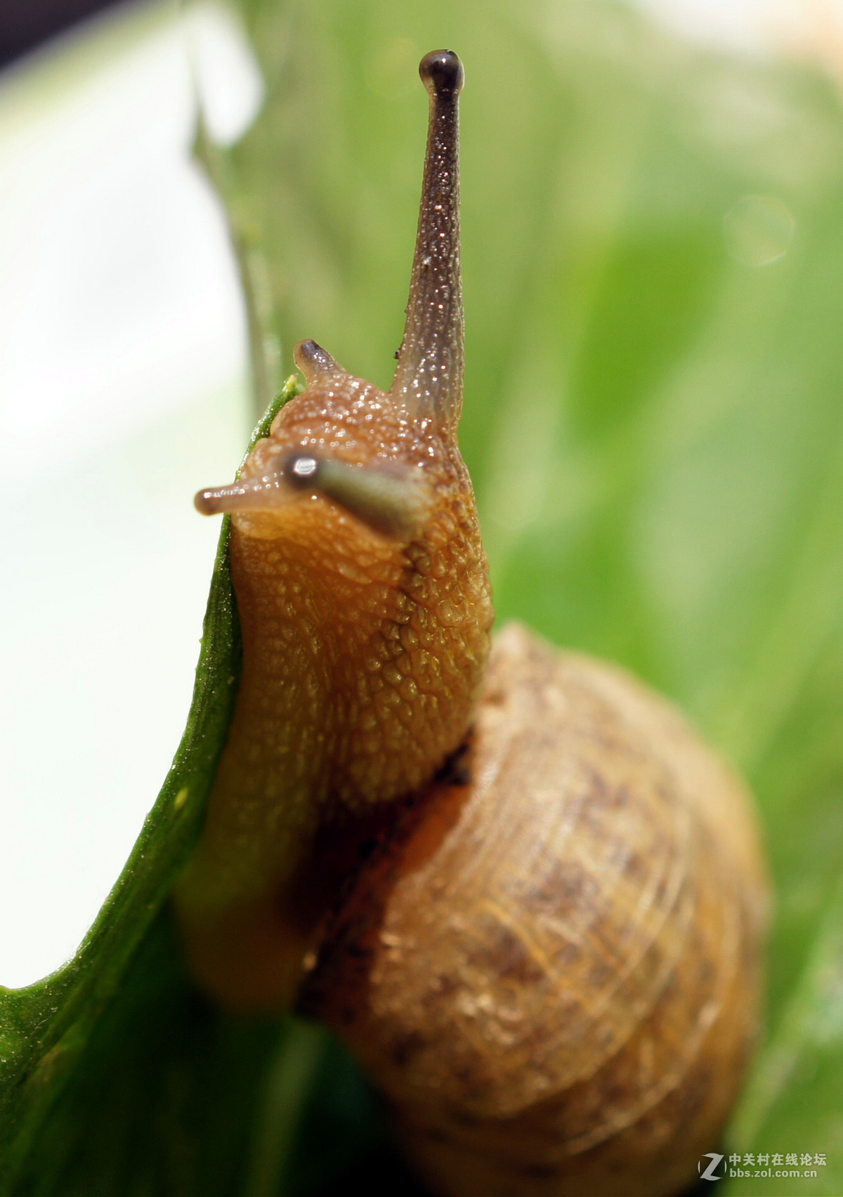 老头老镜头老机器拍蜗牛
