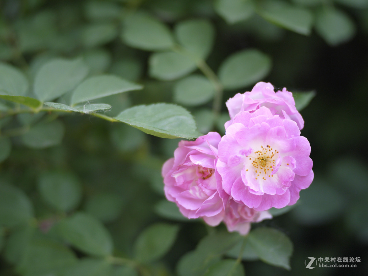f1.7 35mm定焦镜头试拍