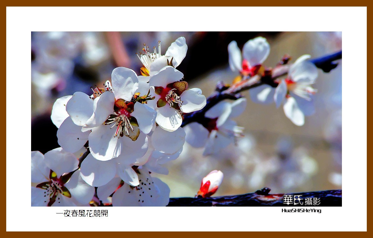 我爱家乡——一夜春风花竞开（鞍山铁西区笔管堡村荷塘月色度假村）