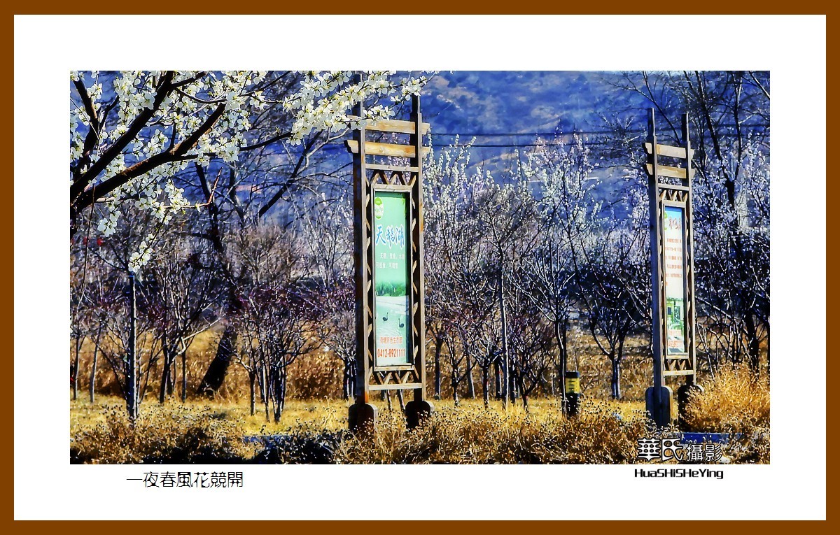 我爱家乡——一夜春风花竞开（鞍山铁西区笔管堡村荷塘月色度假村）