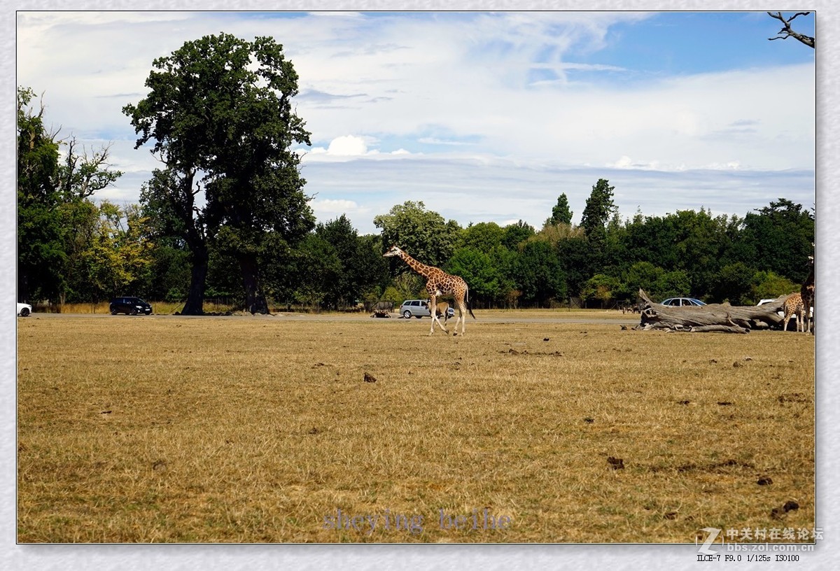 丹麦的可努森堡野生动物园