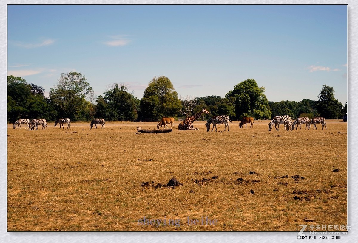 丹麦的可努森堡野生动物园