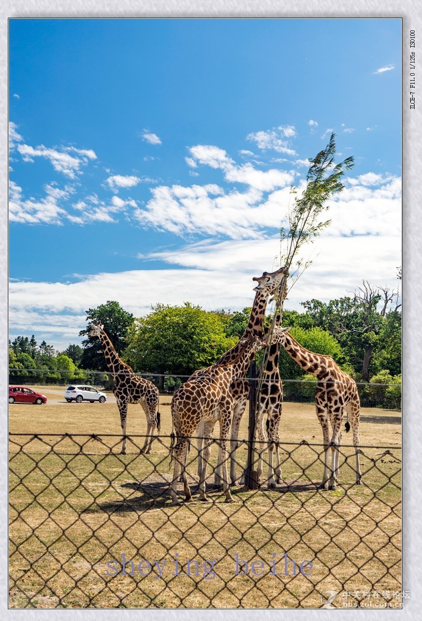 丹麦的可努森堡野生动物园
