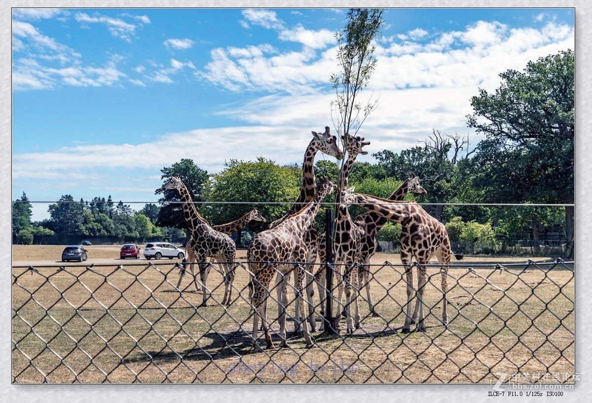 丹麦的可努森堡野生动物园
