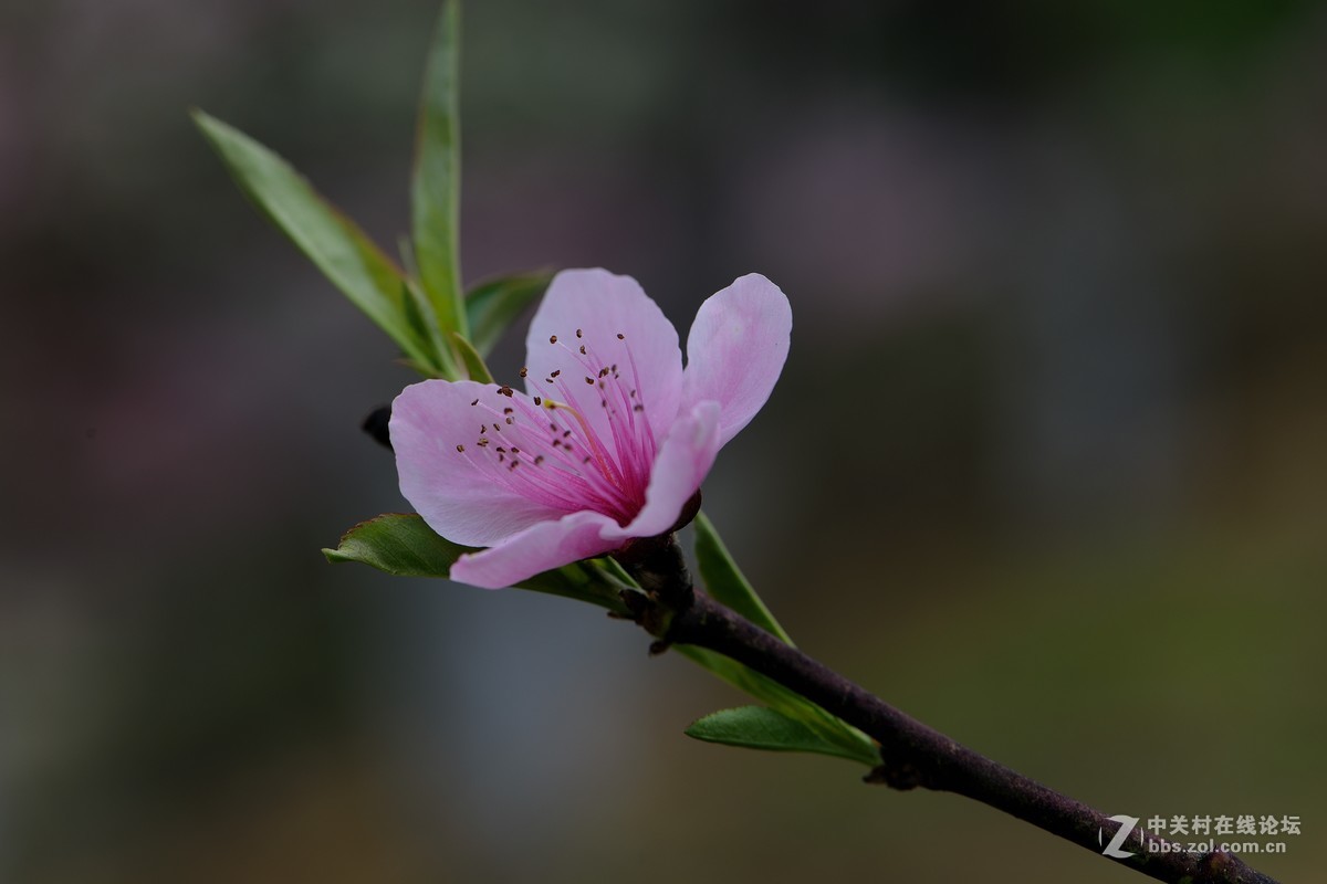 尼康AF-S VR 微距 105mm f/2.8拍 桃花（四 ）