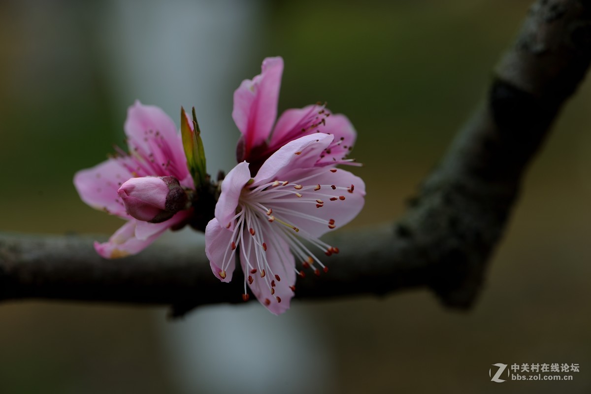 尼康AF-S VR 微距 105mm f/2.8拍 桃花（四 ）