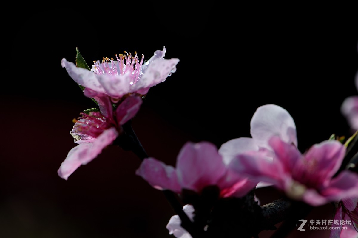 尼康AF-S VR 微距 105mm f/2.8拍 桃花（四 ）