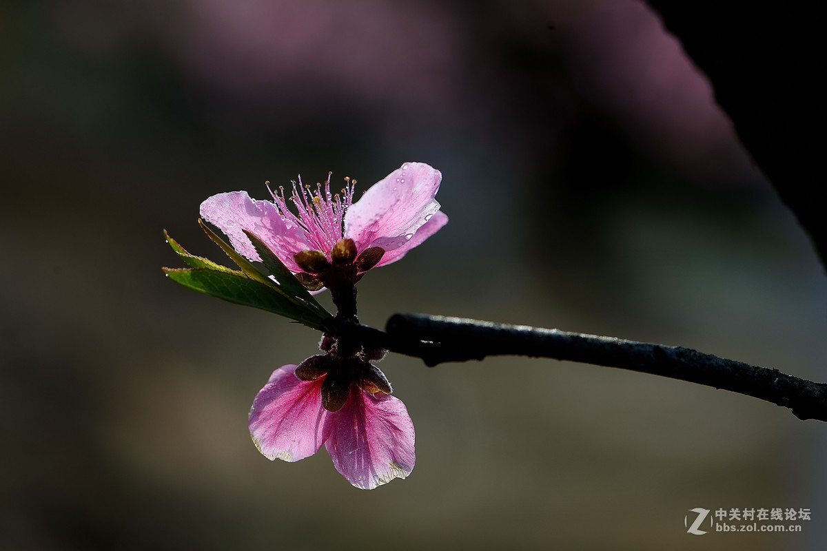 尼康AF-S VR 微距 105mm f/2.8拍 桃花（四 ）