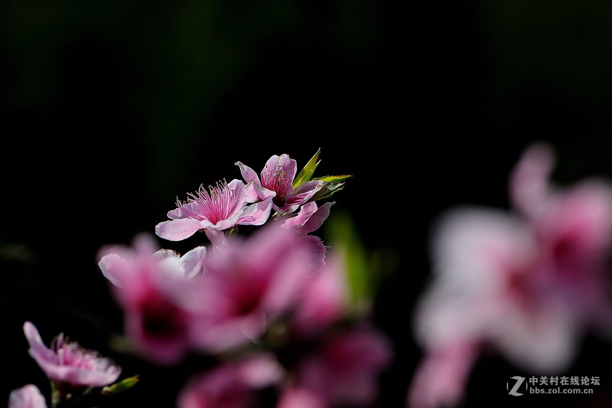 尼康AF-S VR 微距 105mm f/2.8拍 桃花（四 ）