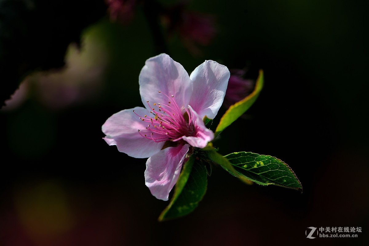 尼康AF-S VR 微距 105mm f/2.8拍 桃花（四 ）