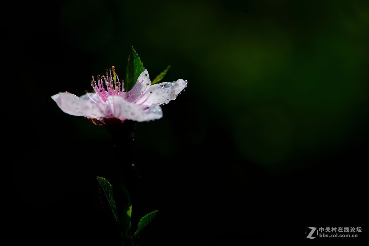 尼康AF-S VR 微距 105mm f/2.8拍 桃花（四 ）