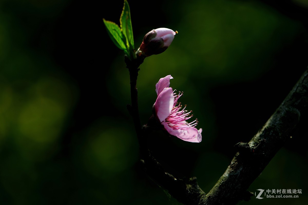 尼康AF-S VR 微距 105mm f/2.8拍 桃花（四 ）
