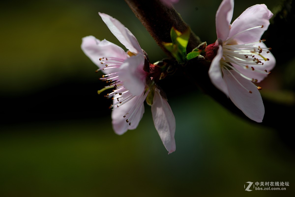 尼康AF-S VR 微距 105mm f/2.8拍 桃花（四 ）