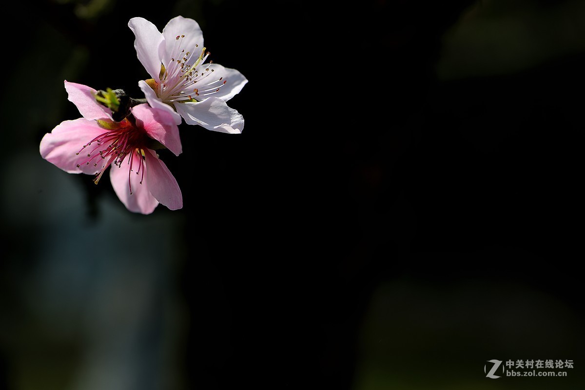 尼康AF-S VR 微距 105mm f/2.8拍 桃花（四 ）