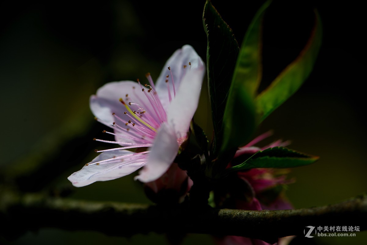 尼康AF-S VR 微距 105mm f/2.8拍 桃花（四 ）