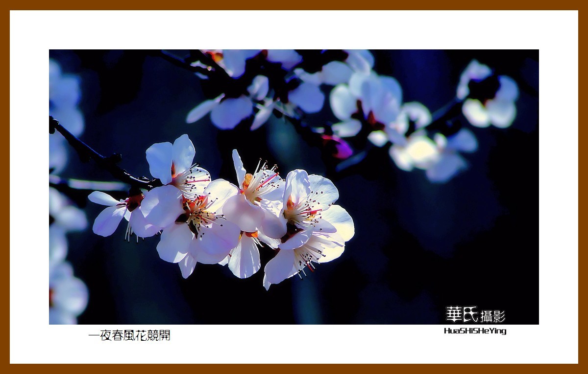 我爱家乡——一夜春风花竞开（鞍山铁西区笔管堡村荷塘月色度假村）