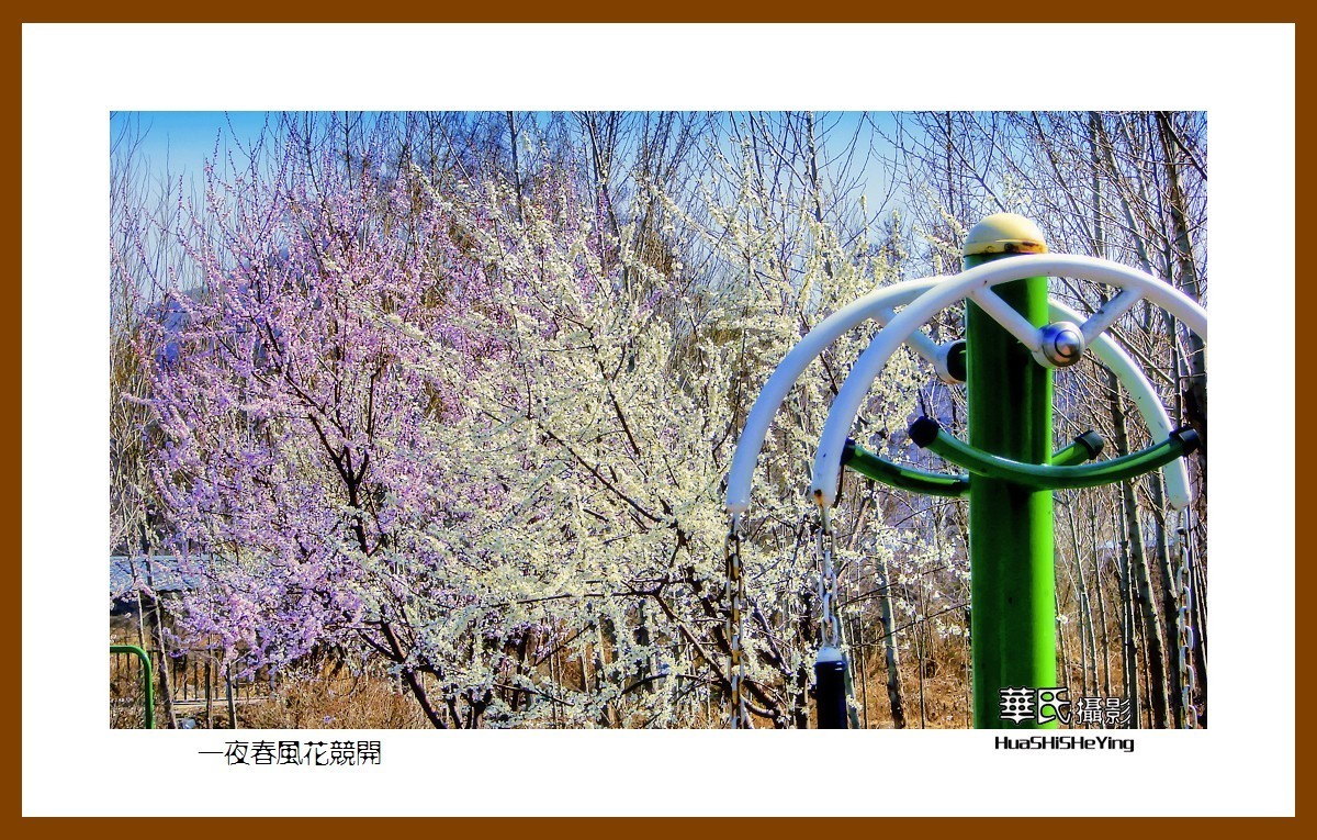 我爱家乡——一夜春风花竞开（鞍山铁西区笔管堡村荷塘月色度假村）