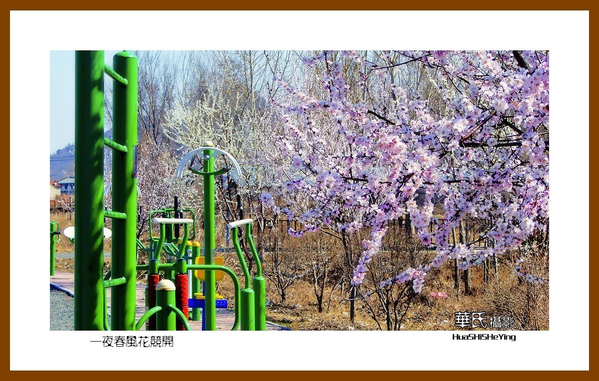 我爱家乡——一夜春风花竞开（鞍山铁西区笔管堡村荷塘月色度假村）