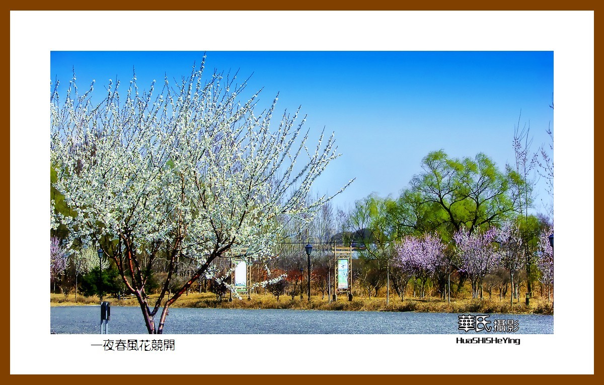我爱家乡——一夜春风花竞开（鞍山铁西区笔管堡村荷塘月色度假村）