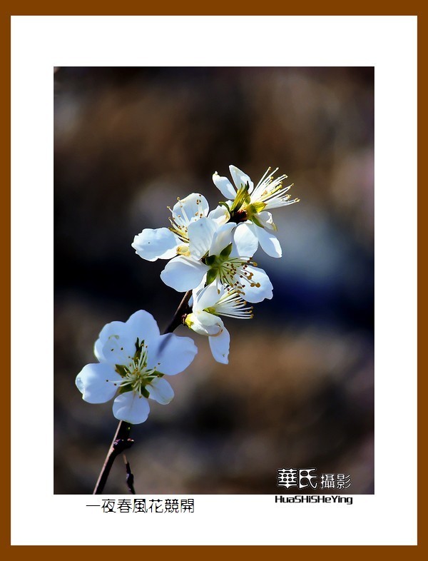 我爱家乡——一夜春风花竞开（鞍山铁西区笔管堡村荷塘月色度假村）