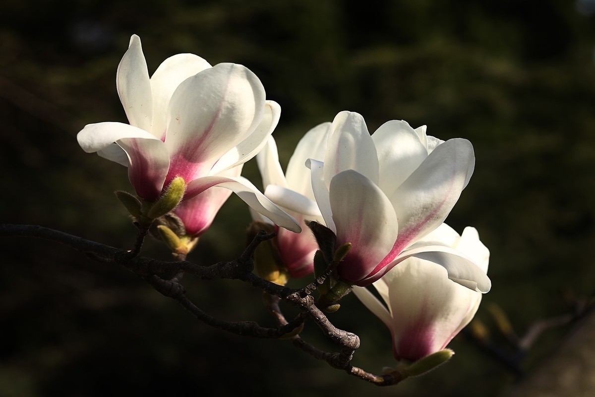 花开花落