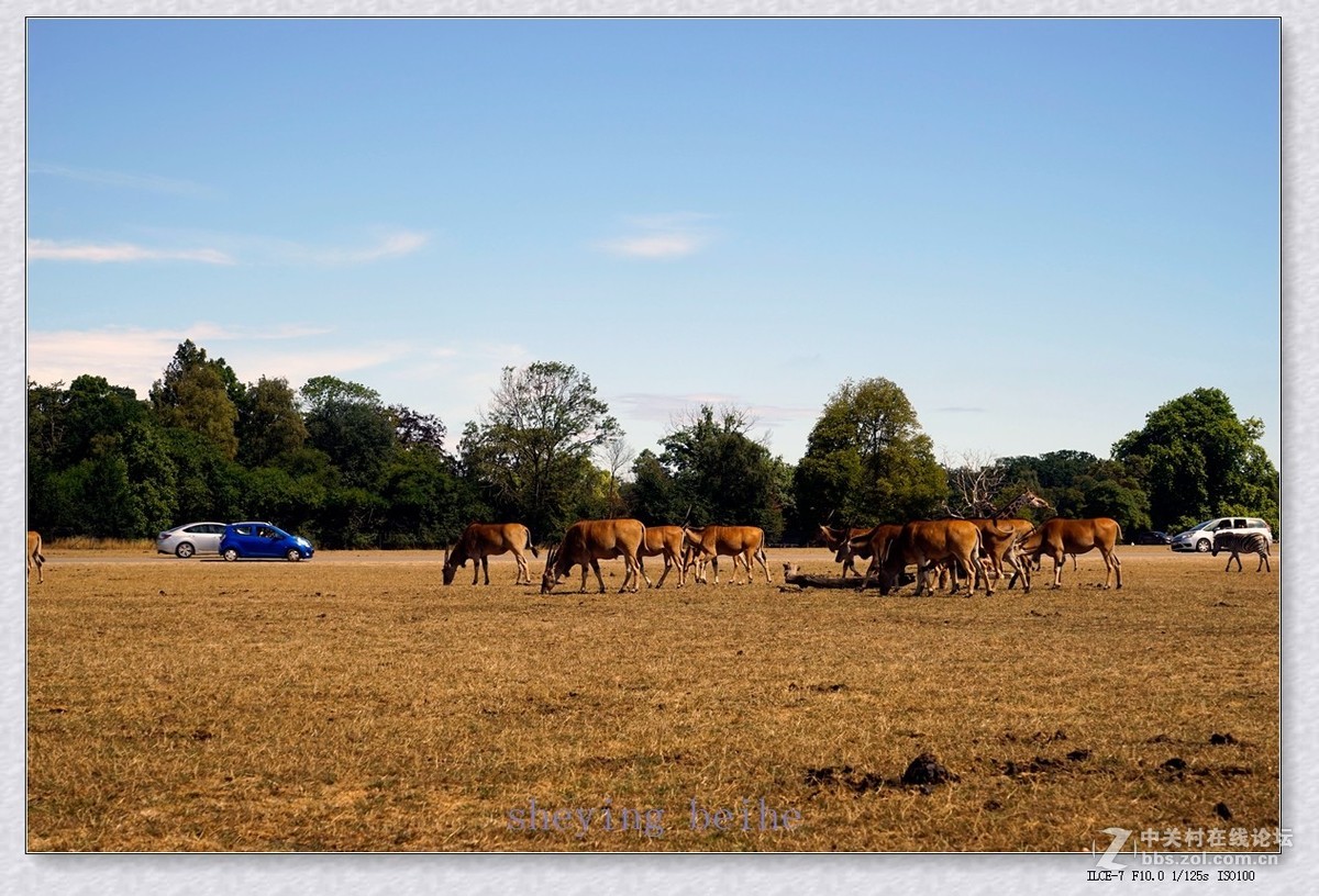 丹麦的可努森堡野生动物园