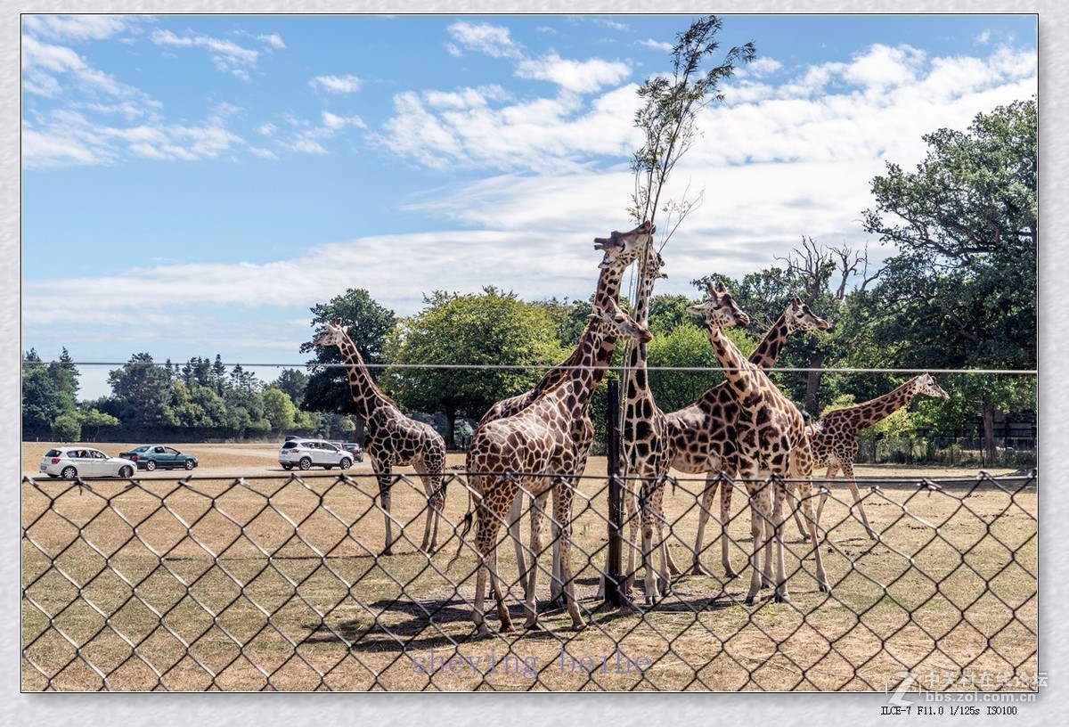 丹麦的可努森堡野生动物园