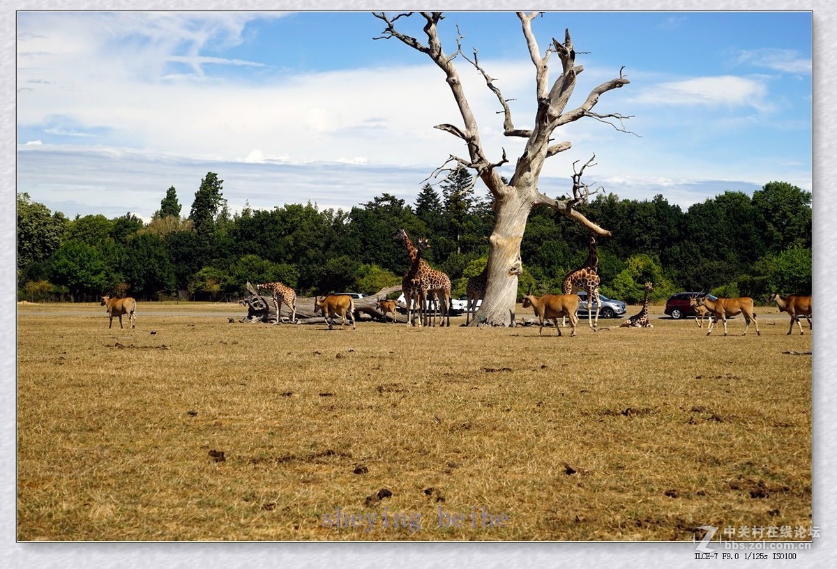 丹麦的可努森堡野生动物园
