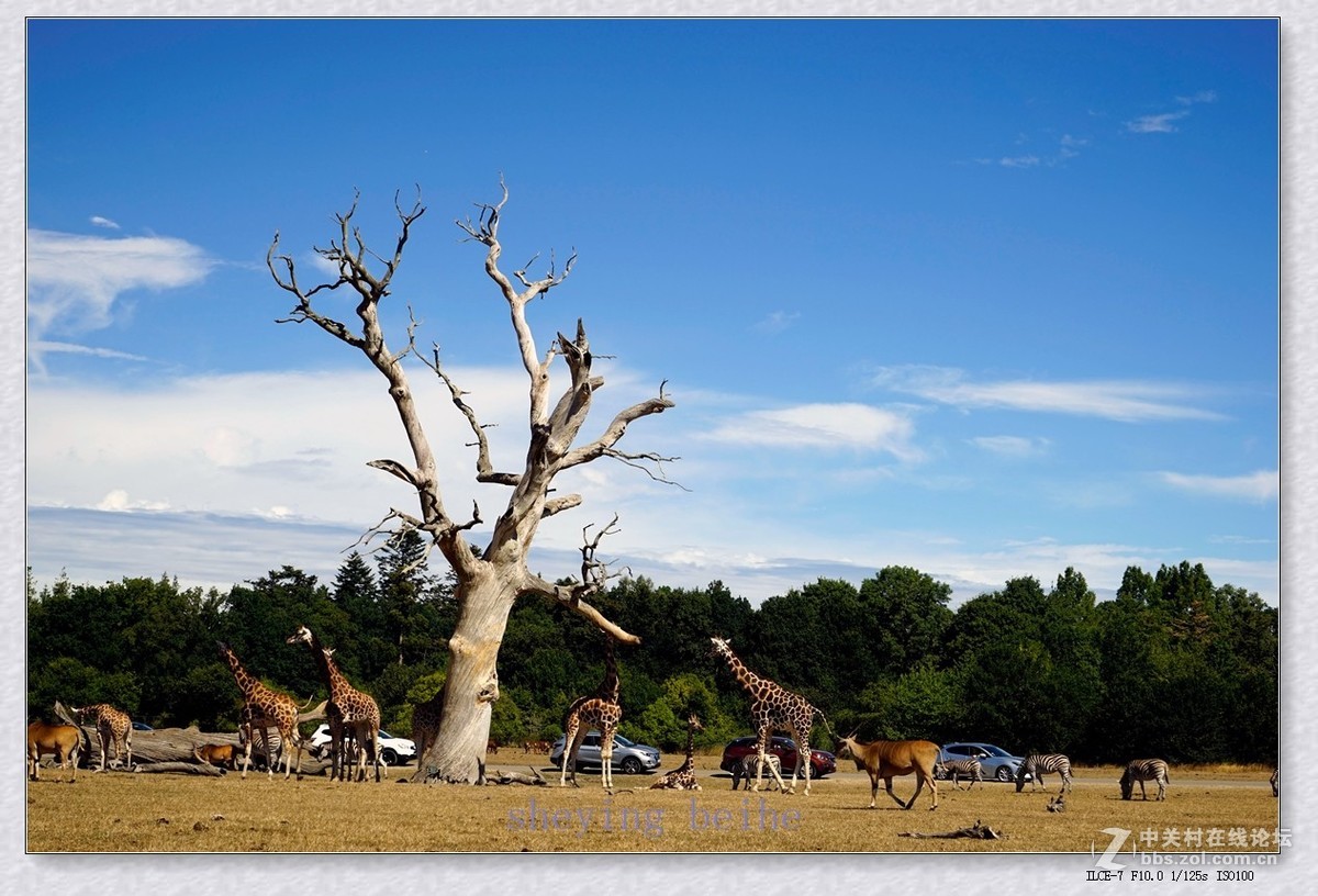 丹麦的可努森堡野生动物园