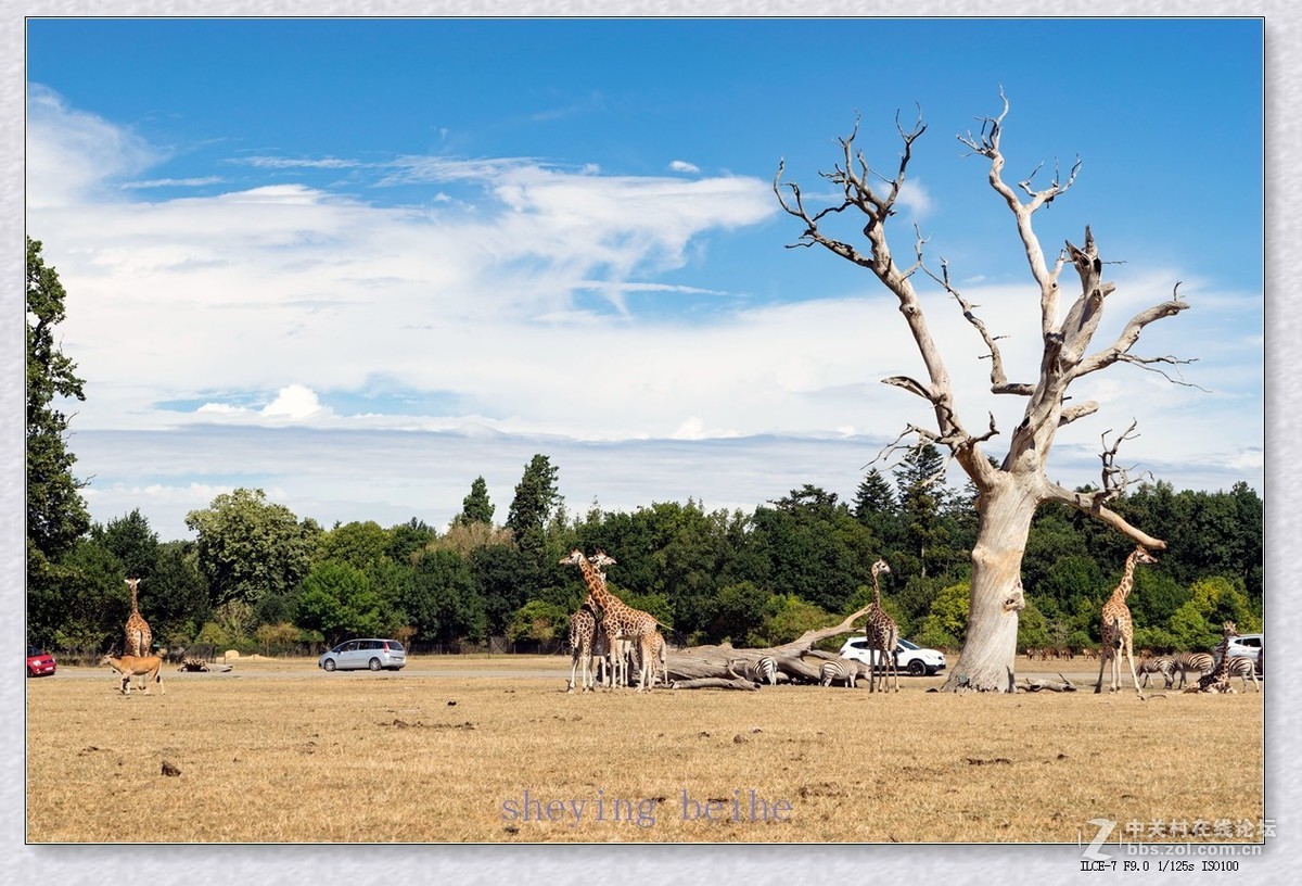 丹麦的可努森堡野生动物园